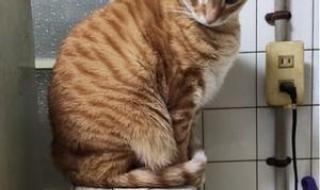 时间就像杀猪刀 时间就像杀猪刀