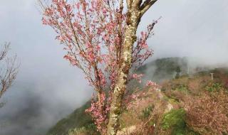 天龙八部神秘商人