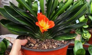 长春君子兰花卉市场 长春君子兰花卉市场