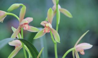 水晶之恋是什么服务