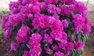 芍药花的功效与作用