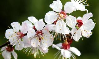 什么二月春风似剪刀 什么二月春风似剪刀